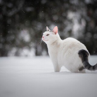 cats1_0611