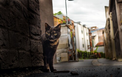 cats1 0615
