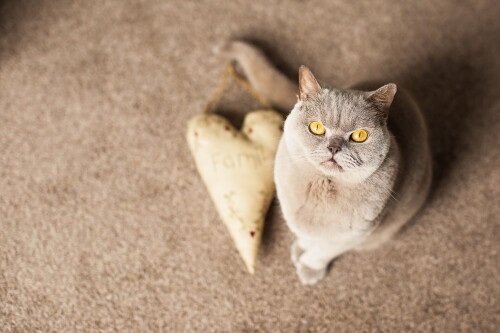 cats1 0620