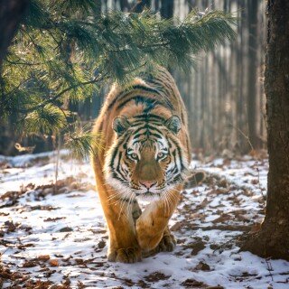 cats1_0622
