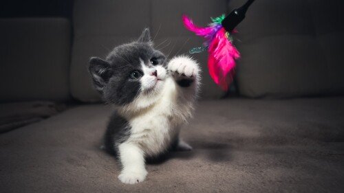 cats1 0624