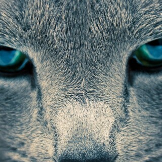 cats1_0626