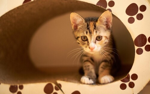 cats1 0628