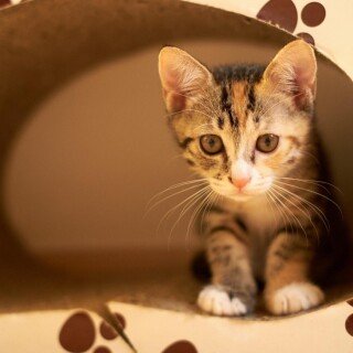cats1_0628
