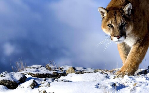 cats1 0631
