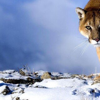cats1_0631