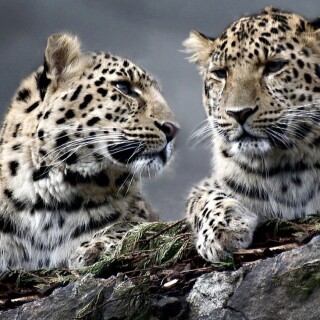 cats1_0633