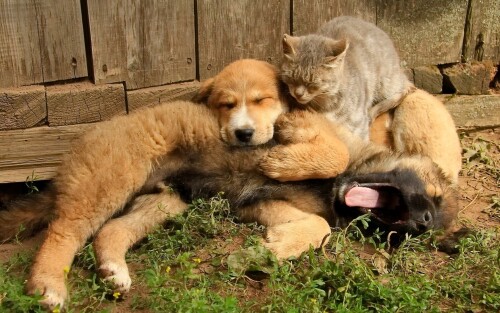 cats1 0634