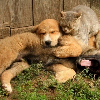 cats1_0634