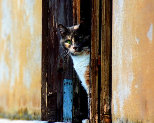 cats1 0643