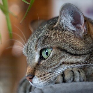 cats1_0644