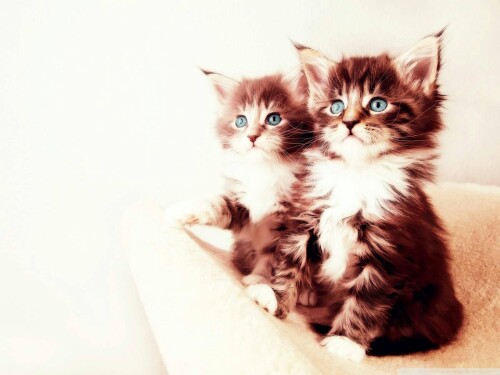 cats1 0648