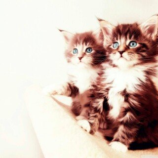cats1_0648