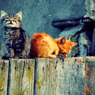 cats1_0651