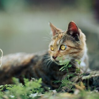 cats1_0655