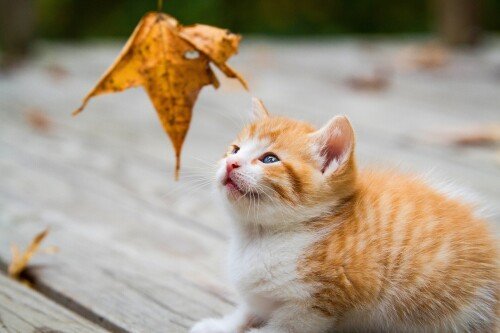 cats1 0656