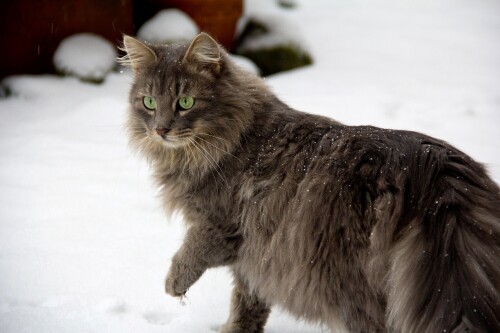 cats1 0659