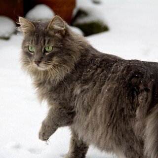 cats1_0659