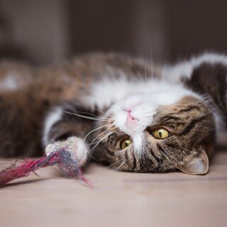cats1_0684