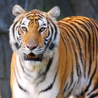 cats1_0686