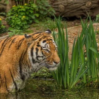 cats1_0688