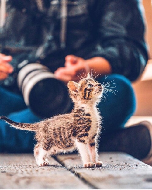 cats1 0695