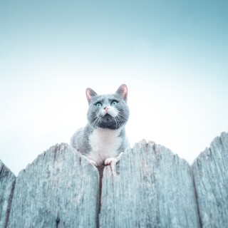 cats1_0713