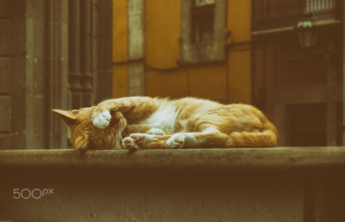 cats1 0727