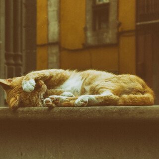 cats1_0727