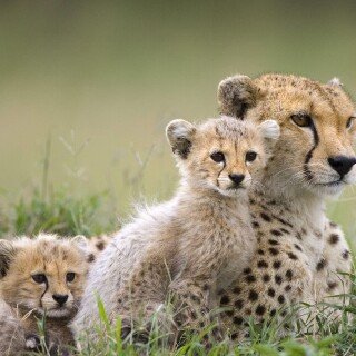 cats1_0730