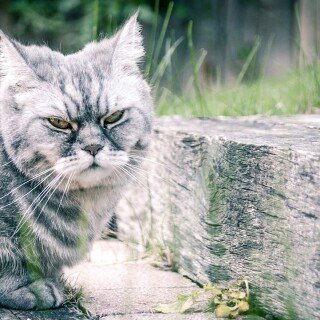 cats1_0731