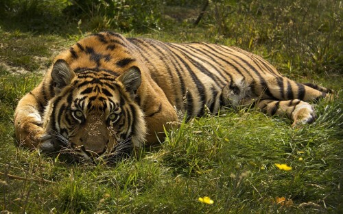 cats1 0732