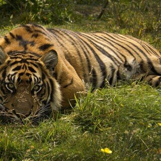 cats1_0732