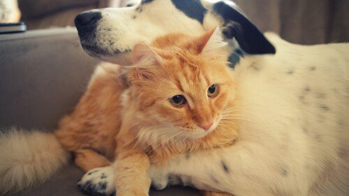 cats1 0736
