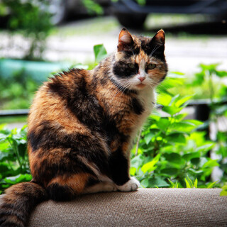cats1_0737