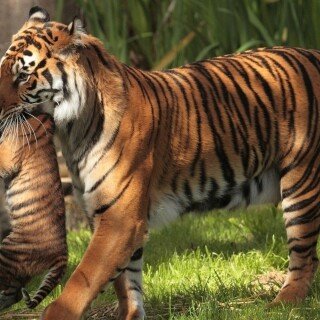 cats1_0741