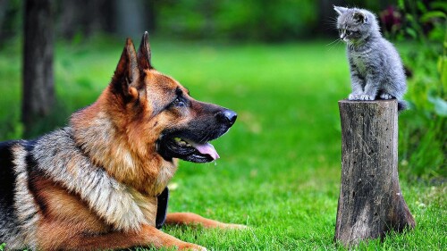 cats1 0742