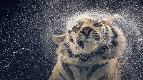 cats1 0748