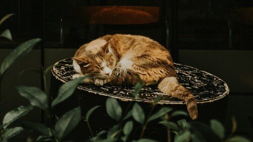 cats1 0758