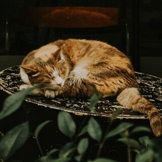 cats1_0758
