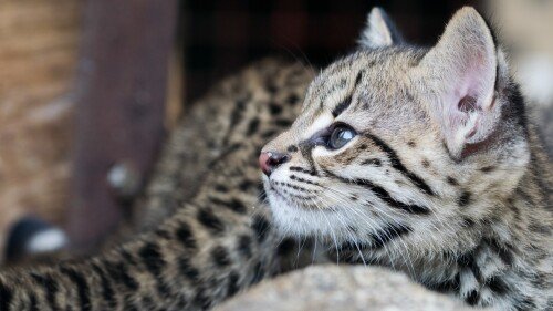 cats1_0766.jpg