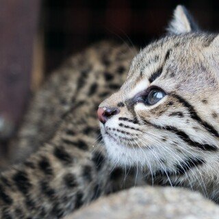 cats1_0766