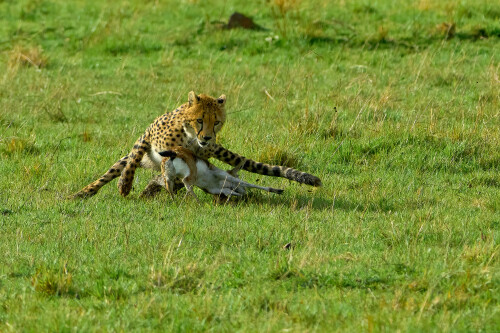 cats1 0769