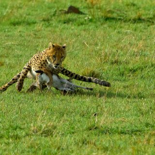 cats1_0769