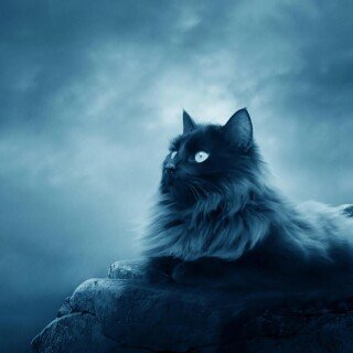 cats1_0770