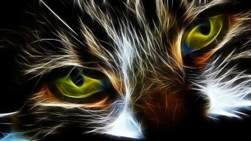 cats1 0776