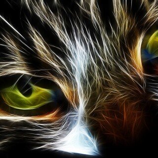 cats1_0776