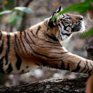 cats1_0783