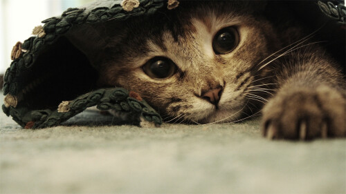 cats1 0790
