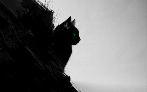 cats1 0813